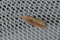 Eucosma obumbratana