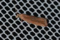Bactra