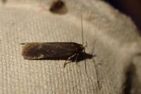 Aroga velocella