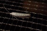Yponomeuta rorrella
