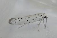 Yponomeuta