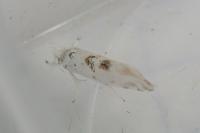 Niphonympha dealbatella