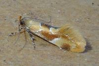 Epicallima formosella