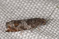 Ancylis achatana