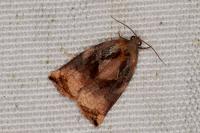 Archips podana