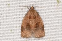 Archips rosana