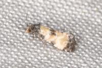 Neocochylis dubitana