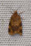 Epagoge grotiana