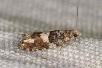 Epinotia demarniana