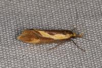 Harpella forficella