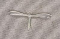 Pterophorus pentadactylus