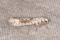 Yponomeuta irrorella