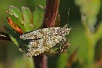 Aethes williana/margarotana