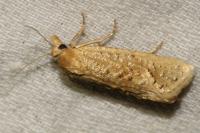 Cochylimorpha meridiana