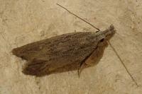 Anarsia spartiella