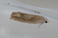 Eucosma conterminana