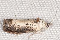 Hedya salicella