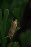 Pexicopia malvella
