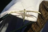 Emmelina monodactyla