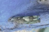 Eucosma conterminana
