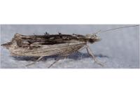 Ypsolopha scabrella