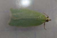 Tortrix viridana