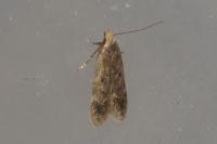 Bryotropha