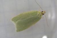 Tortrix viridana
