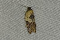 Acleris variegana
