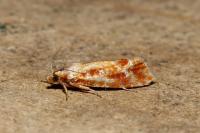 Rhyacionia buoliana
