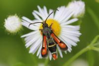 Pyropteron chrysidiforme