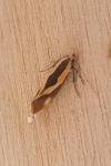 Harpella forficella