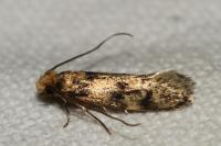 Tinea basifasciella