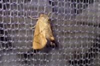 Apoda limacodes