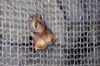 Archips podana