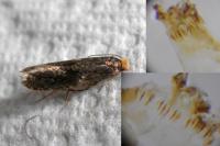 Monopis laevigella