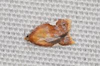 Acleris holmiana