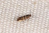 Phyllonorycter stettinensis