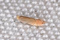 Phyllonorycter quercifoliella
