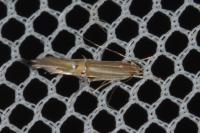 Cosmopterix lienigiella