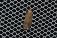 Pexicopia malvella