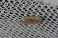 Eucosma obumbratana