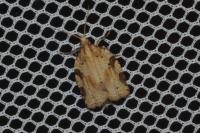 Clepsis spectrana