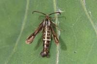 Chamaesphecia leucopsiformis