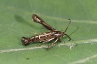 Chamaesphecia leucopsiformis