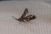 Chamaesphecia leucopsiformis