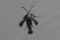 Chamaesphecia leucopsiformis