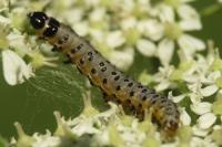 Depressaria radiella