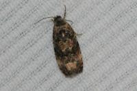 Endothenia gr. gentianaeana