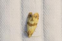 Phalonidia contractana